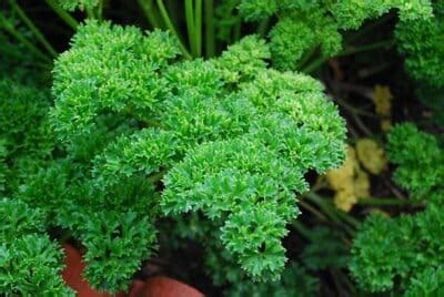 Parsley 'Curly' - Hello Hello Plants