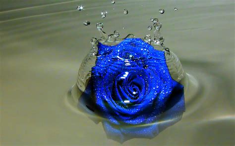 Blue Rose Wallpaper HD | PixelsTalk.Net