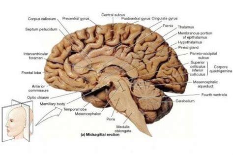 superior and inferior colliculus - Google Search | Human brain diagram, Human brain anatomy ...