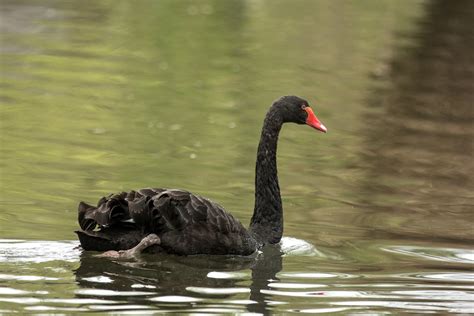 What Does It Mean of a Black Swan? - The Symbolism