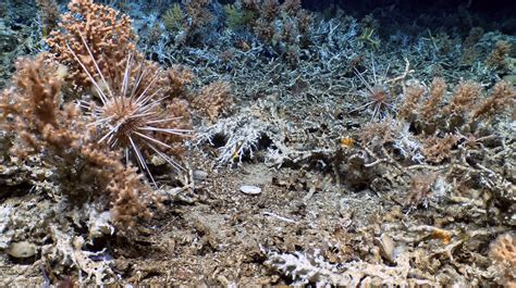 Scientists discover pristine deep-sea coral reefs in the Galápagos Marine Reserve