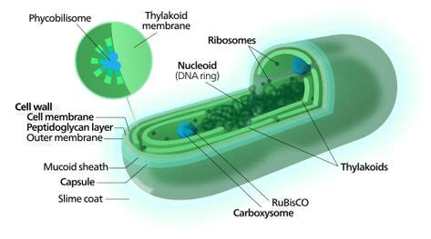 Cyanobacteria - Wikipedia | Science notes, Biology, Cell wall