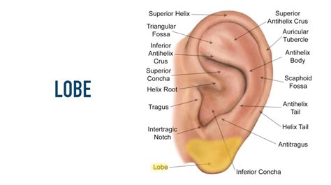 Auricular Anatomy Basics: The 7 Major Areas of the Ear