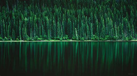 Green Forest 4K Wallpapers - Top Free Green Forest 4K Backgrounds - WallpaperAccess