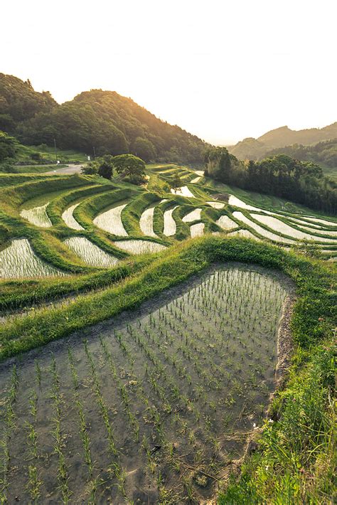 "Terraced Rice Paddies In Japan" by Stocksy Contributor "Leslie Taylor" - Stocksy