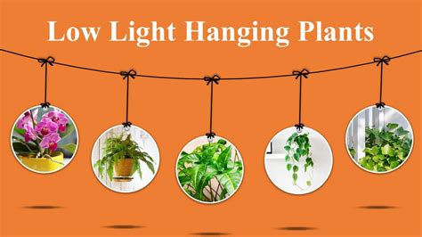 Low Light Hanging Plants that make your home Beautiful