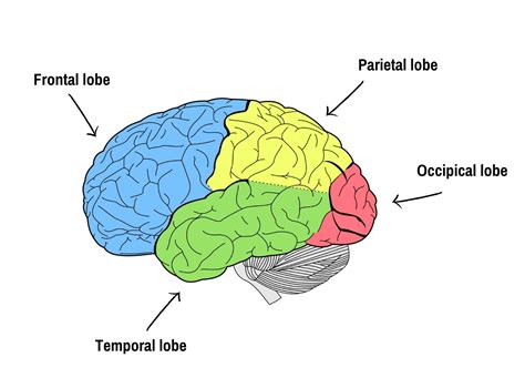 The lobes of your brain - epilepsy - neurology - Epilepsy Sparks — Epilepsy Sparks