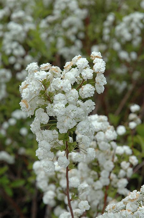 Bridalwreath Spirea (Spiraea prunifolia) in Columbus Dublin Delaware Grove City Gahanna Bexley ...