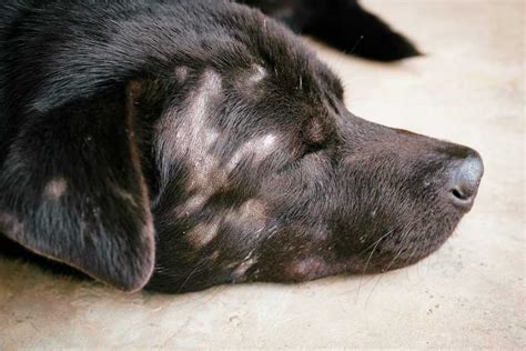 What Causes Malassezia Yeast In Dogs: Unraveling The Culprits