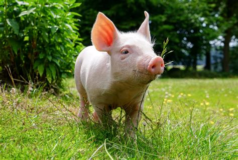 domestic, Pig, Grass, Animals, Wallpapers Wallpapers HD / Desktop and Mobile Backgrounds