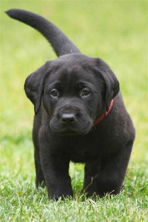 Labrador Retriever Puppies (25 cute and cuddly pups) - Talk to Dogs