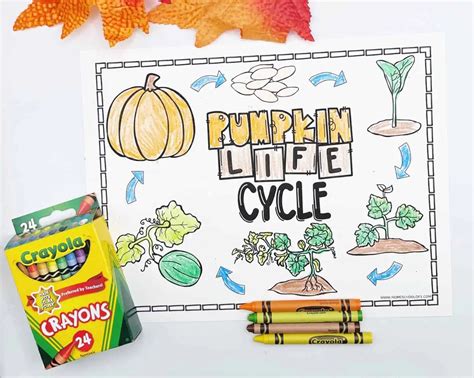 Free Pumpkin Life Cycle Coloring Page