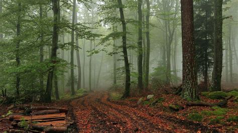 Foggy Forest Wallpapers - Top Free Foggy Forest Backgrounds - WallpaperAccess