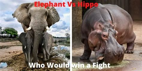 Elephant vs Hippo | Who Would Win in a Fight?