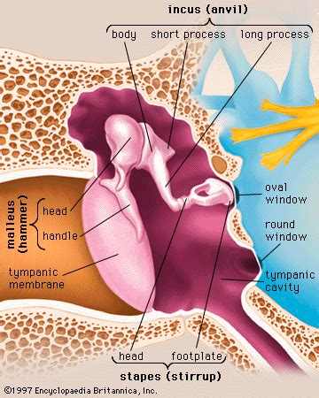 Middle ear | anatomy | Britannica