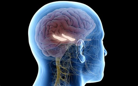 Understanding the Subiculum: The Heart of Hippocampal Function and Connectivity - Very Big Brain