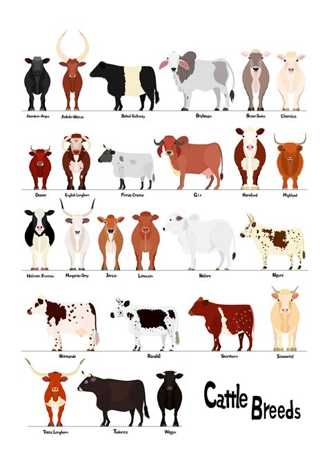 Various Breeds of Cows Chart1 Svg Jpg 1620&a4 - Etsy Israel