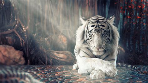 Tiger 1080P, 2K, 4K, 5K HD wallpapers free download | Wallpaper Flare