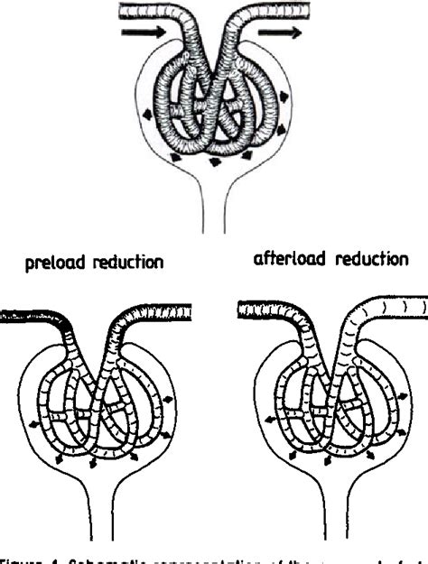 Figure 1 from Glomerular preload and afterload reduction as a tool to lower urinary protein ...