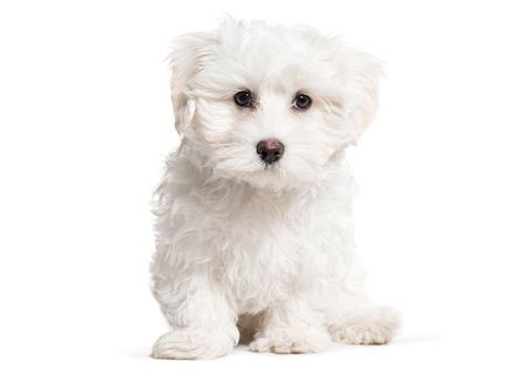 #1 | Maltese Puppies For Sale In Houston TX | Uptown