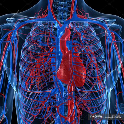 Cardiovascular system showing veins and arteries — blood, artwork - Stock Photo | #160165516