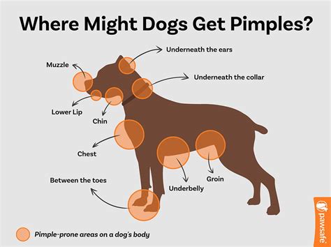 Can Dogs Get Pimples? What You Need To Know If Yours Has Acne - PawSafe