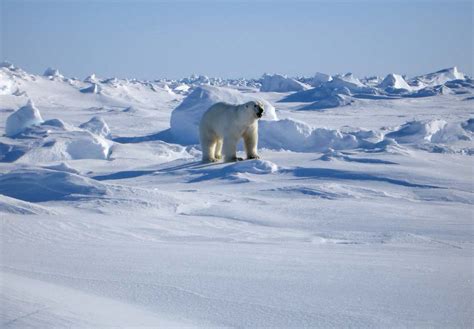 Arctic Polar Bear Habitat