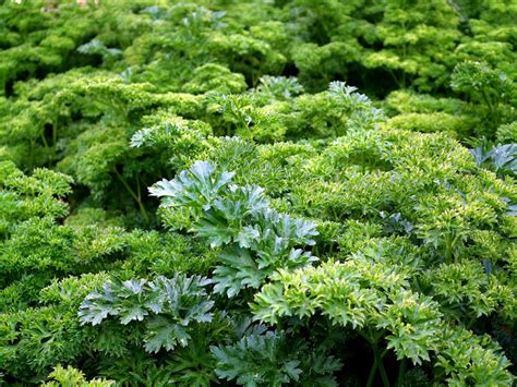 How to Grow Parsley | Growing Italian parsley by seeds | Petroselinum crispum - Naturebring