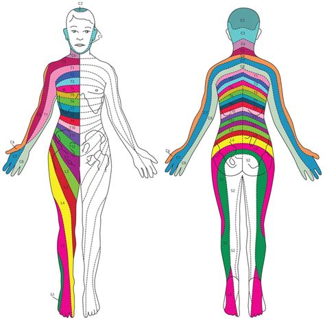 Spinal Nerve Pathway Bonati Spine Institute - Dermatomes Chart and Map