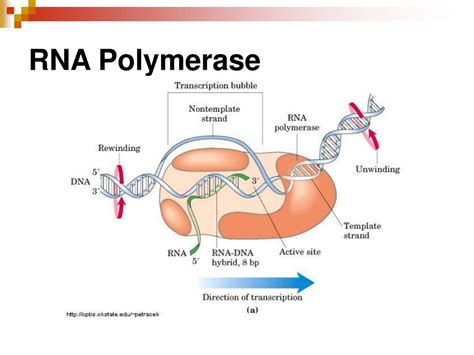 PPT - Chapter 12 DNA & RNA PowerPoint Presentation, free download - ID:3386632