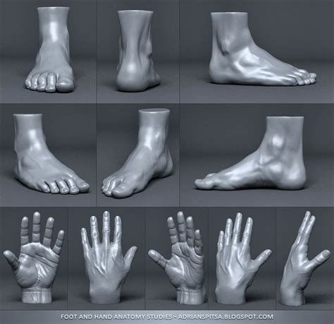 Digital Sculpting Human Anatomy Studies by Adrian Spitsa on ArtStation. | Digital sculpting ...