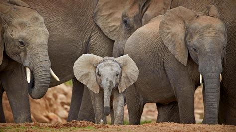 African elephants in Addo Elephant National Park in South Africa. [1920x1080] : r/wallpaper