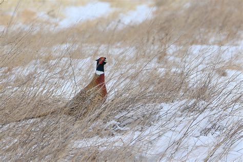 South Dakota Pheasant Hunting - South Dakota Guided Pheasant Hunts