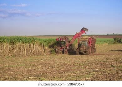 Sugar Cane Harvesting Machine Working On Stock Photo 538493677 | Shutterstock