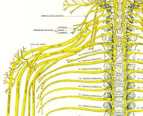 spinal nerves - Google Search | Human anatomy chart, Spinal nerve, Medical anatomy