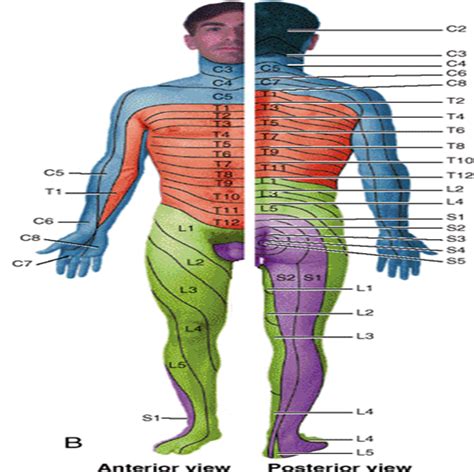 dermatome level Quotes