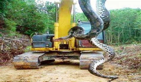 Giant 33-ft (10m) anaconda caught in Brazil by construction workers - Daily Trust