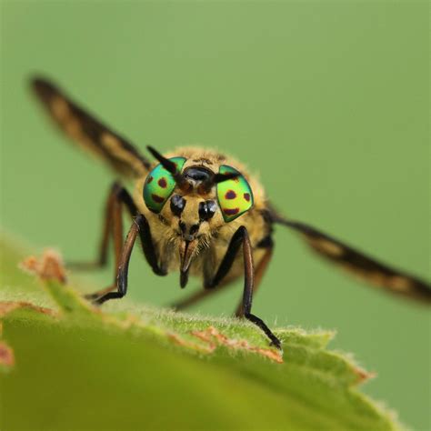 Picture Of A Deer Fly : Twin Lobed Deer Fly The Wildlife Trusts - Check spelling or type a new ...