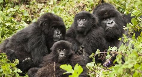 Mountain Gorilla families in Volcanoes National Park | Rwanda Safaris