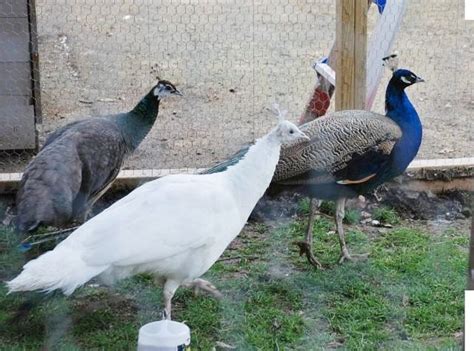 Peafowl for Sale - Assorted Peafowl Chicks | Cackle Hatchery