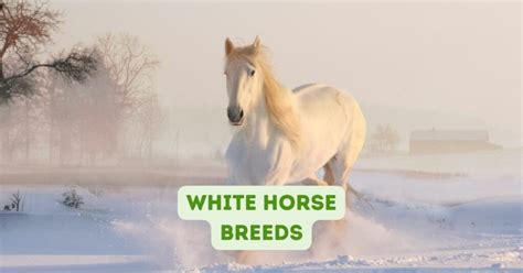 White Horse Breeds: Guide to Popular White Horse Breeds - OwnTheHorse