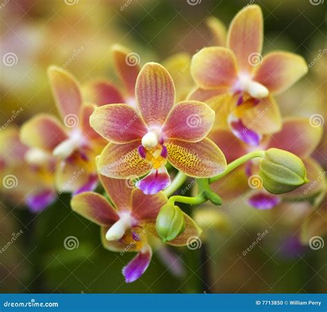 Pink Yellow Spotted Orchids Stock Photo - Image: 7713850