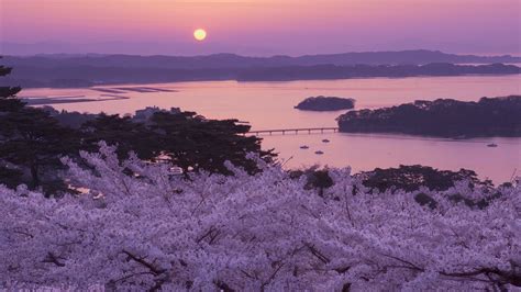 Japan Cherry Blossom Wallpapers - Top Free Japan Cherry Blossom Backgrounds - WallpaperAccess