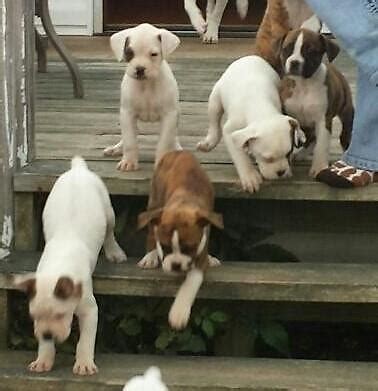 BULLOXER PUPPIES for Sale in Wilmington, Ohio Classified | AmericanListed.com