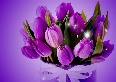 Dark Purple Tulips Wallpaper