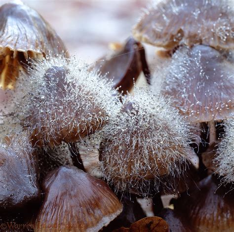 Mould on fungi photo WP04061