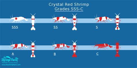 How Grading Crystal Red Shrimp Works | The Shrimp Farm