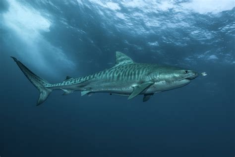 The Tiger Sharks of Protea Banks | Indopacificimages