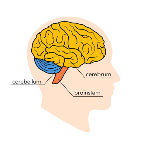 Cerebrum vs. Cerebellum: What Is the Difference? | Mindvalley Blog