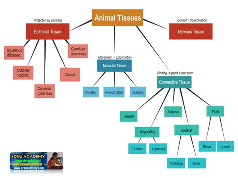 SONU ACADEMY: ANIMAL TISSUES- EPITHELIAL TISSUE-TEXT